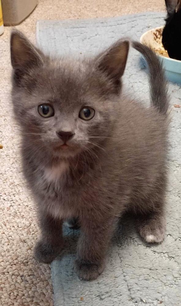 Gummi Bear, Adoptable, Kitten Male Domestic Short Hair.