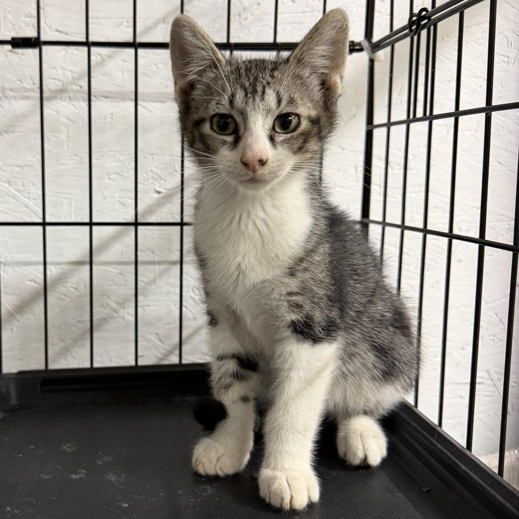 Enlarge Choco, a Adoptable Domestic Short Hair in Othello, WA image 1/1