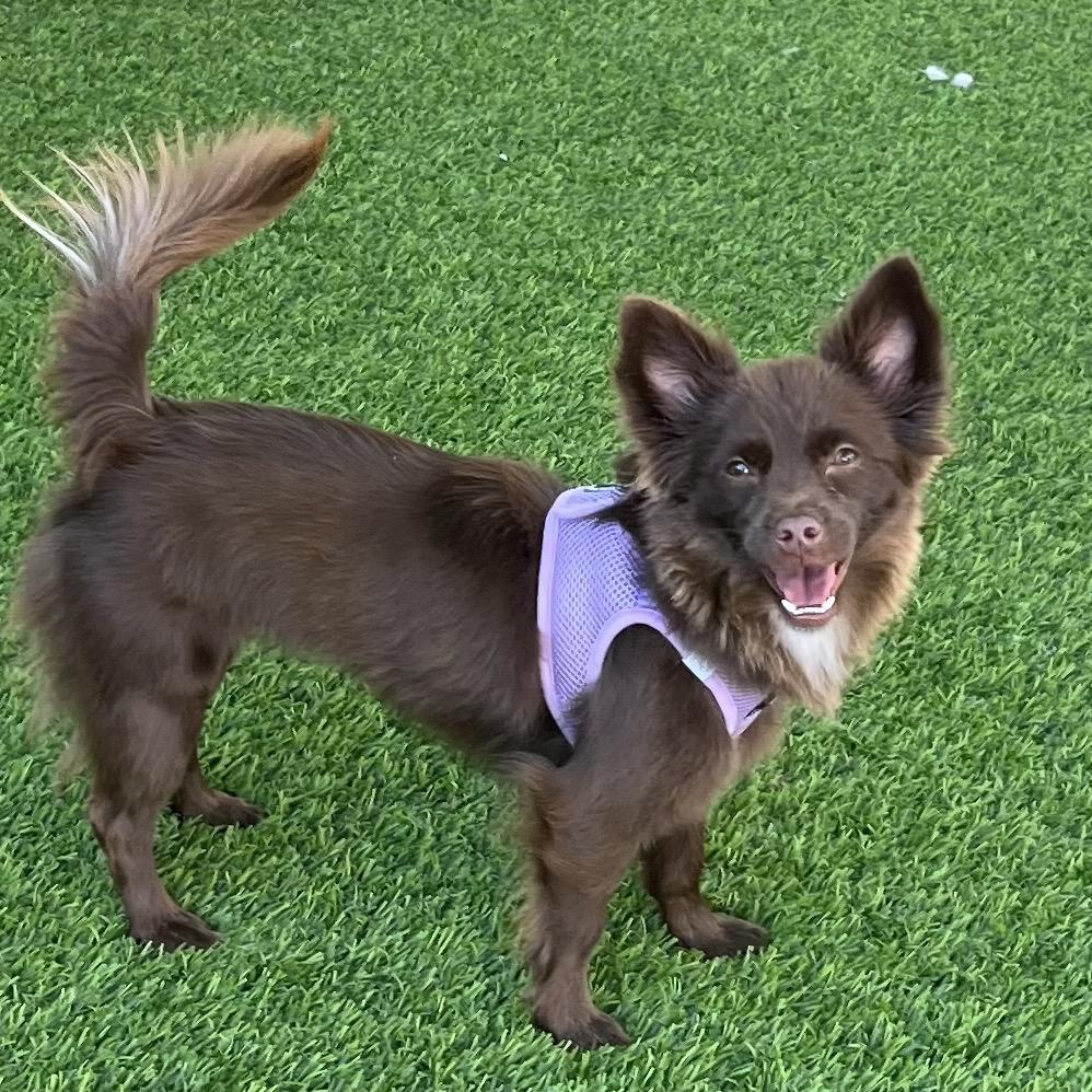 Enlarge Zelda, a Adoptable mixed breed in Las Vegas, NV image 1/4