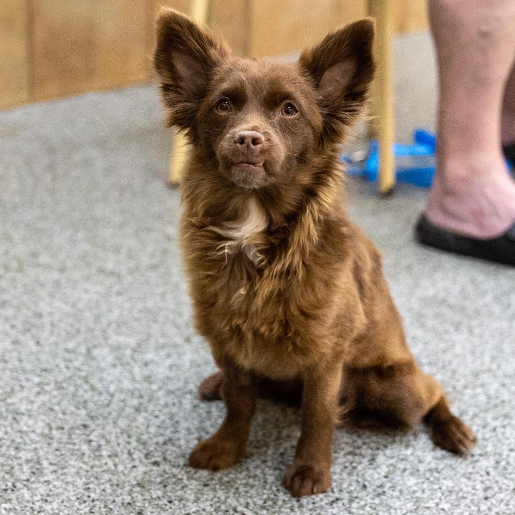 Enlarge Zelda, a Adoptable mixed breed in Las Vegas, NV image 1/3