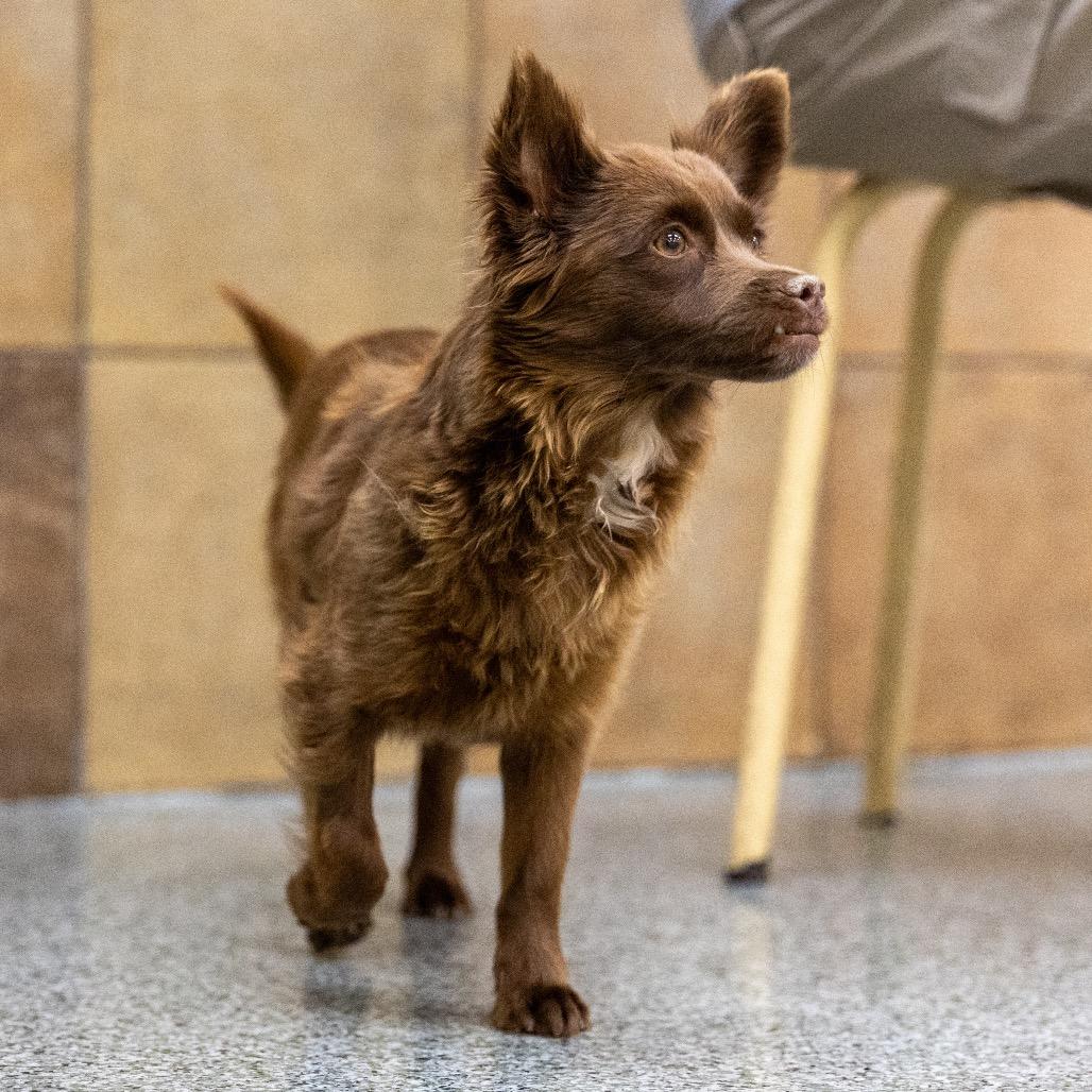 Enlarge Zelda, a Adoptable mixed breed in Las Vegas, NV image 2/3