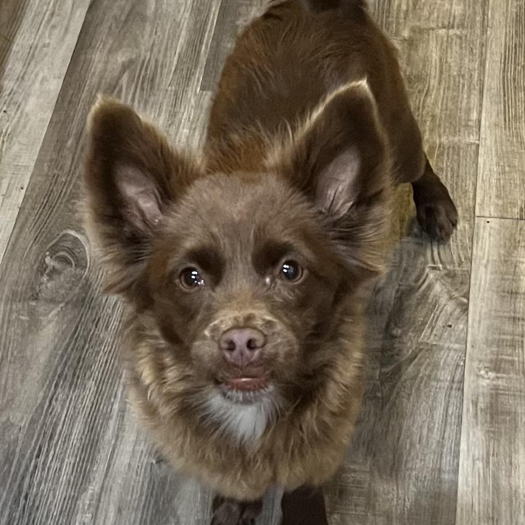 Enlarge Zelda, a Adoptable mixed breed in Las Vegas, NV image 3/3