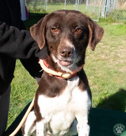 Enlarge Charlotte, a ADOPTABLE mixed breed in Potsdam, NY image 1/1