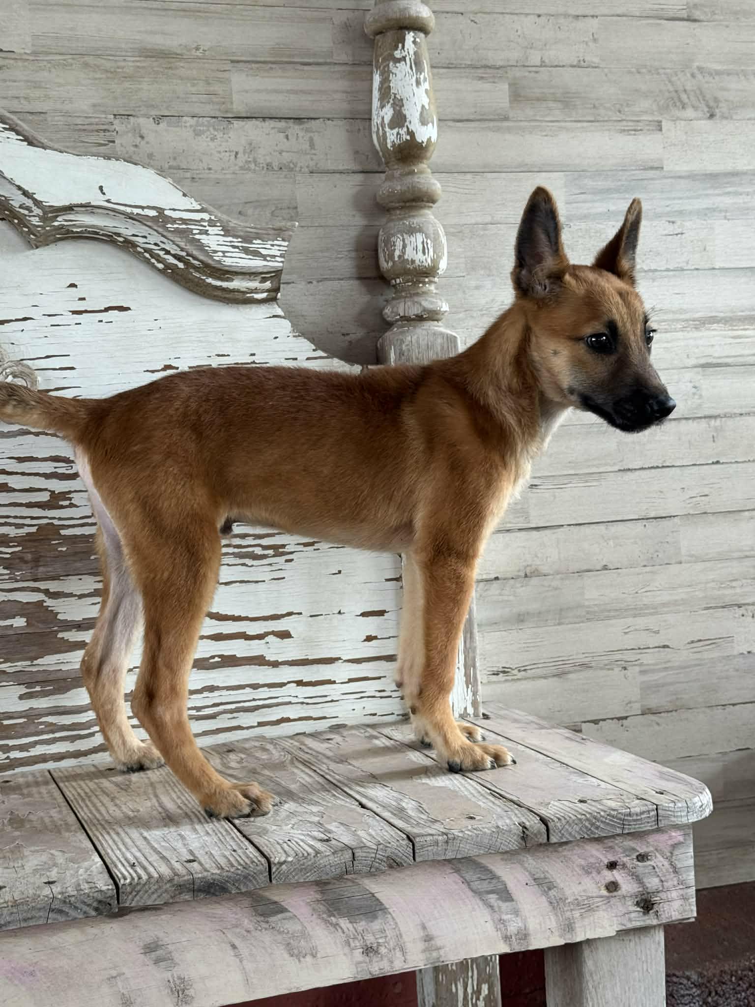 Nash, Adoptable, Young Male Shepherd.