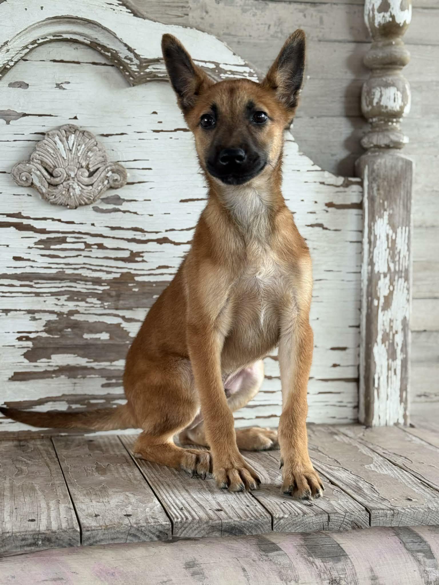 Enlarge Nash, a Adoptable Shepherd in Helotes, TX image 2/3