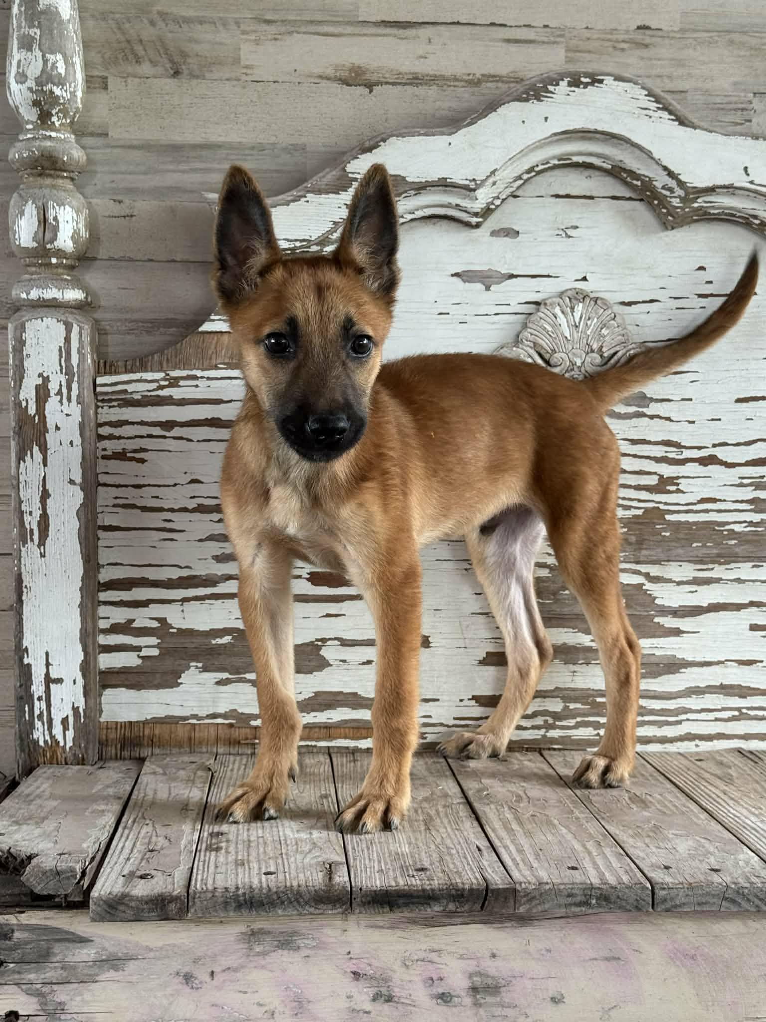 Enlarge Nash, a Adoptable Shepherd in Helotes, TX image 3/3