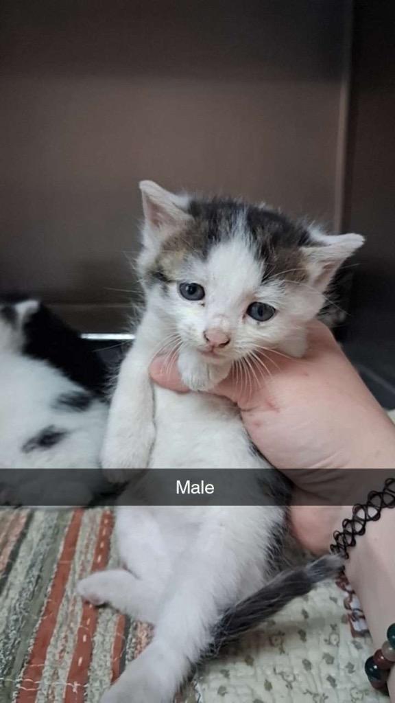 Enlarge Blaze, a Adoptable mixed breed in Burnsville, NC image 1/1