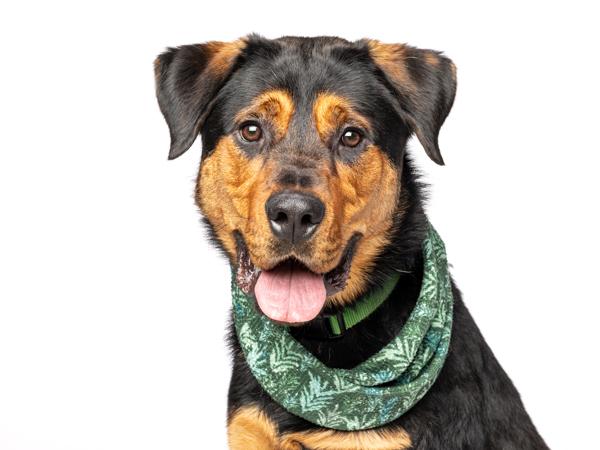 Enlarge Teddy Bear, a Adoptable mixed breed in Portland, OR image 3/6