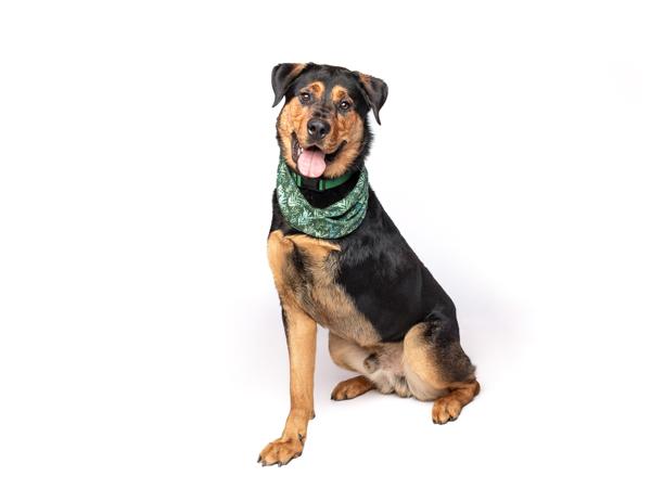 Enlarge Teddy Bear, a Adoptable mixed breed in Portland, OR image 4/6