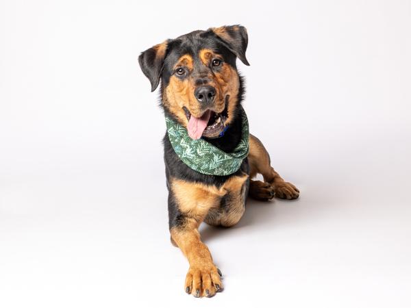 Enlarge Teddy Bear, a Adoptable mixed breed in Portland, OR image 5/6