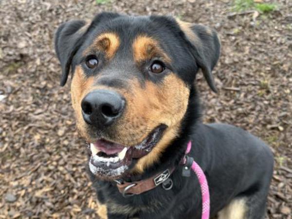 Enlarge Teddy Bear, a Adoptable mixed breed in Portland, OR image 6/6