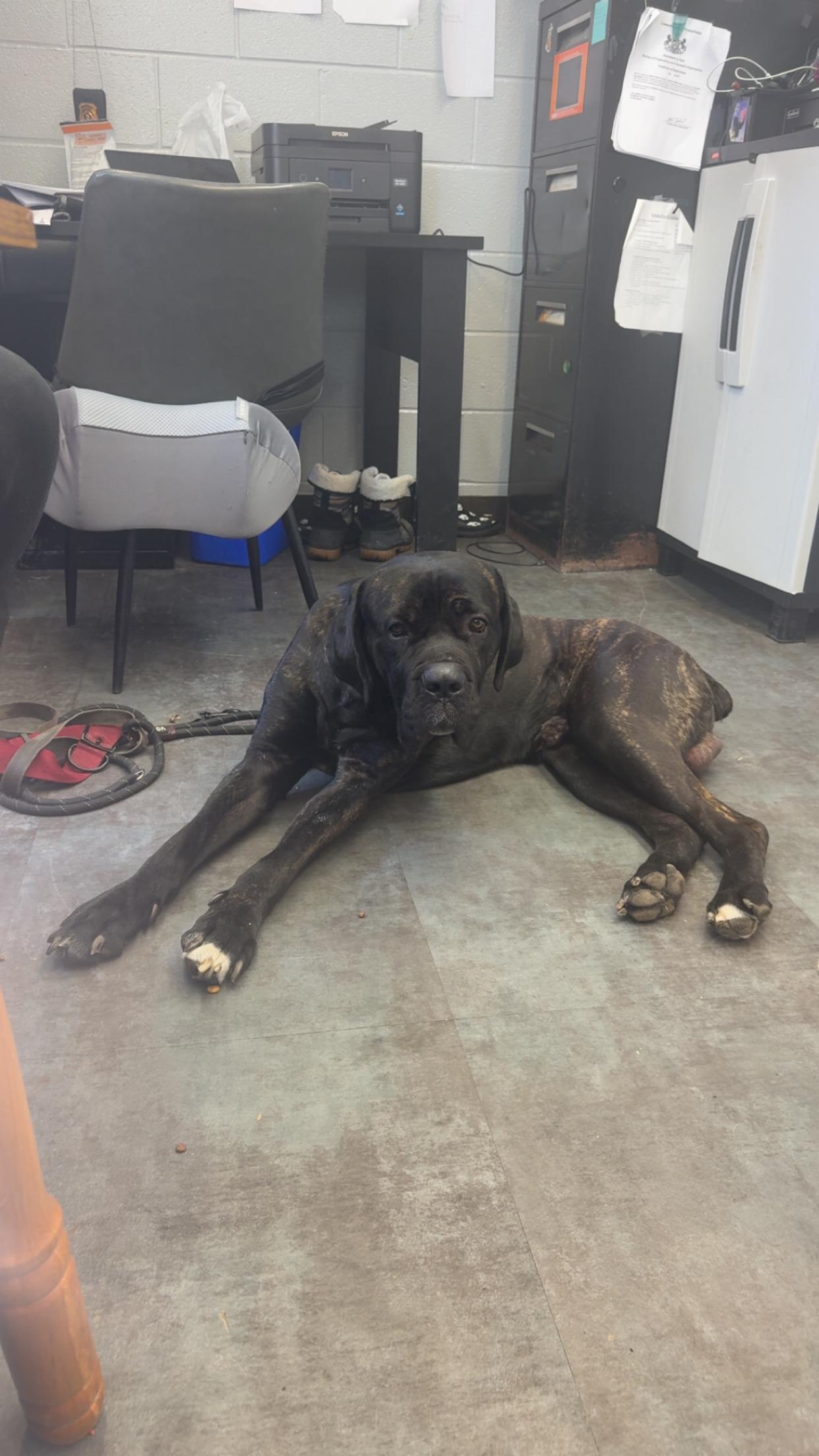 Bane, Adoptable, Adult Male Mastiff.