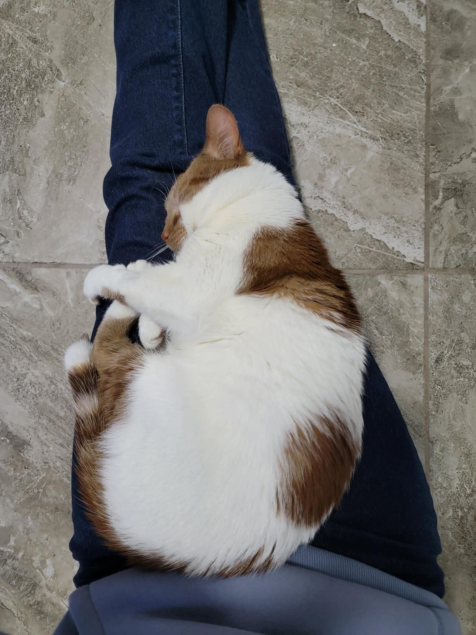 Cheese, an adopted mixed breed in Shakespeare, ON image 4/6