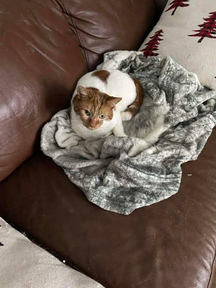 Cheese, an adopted mixed breed in Shakespeare, ON image 5/6