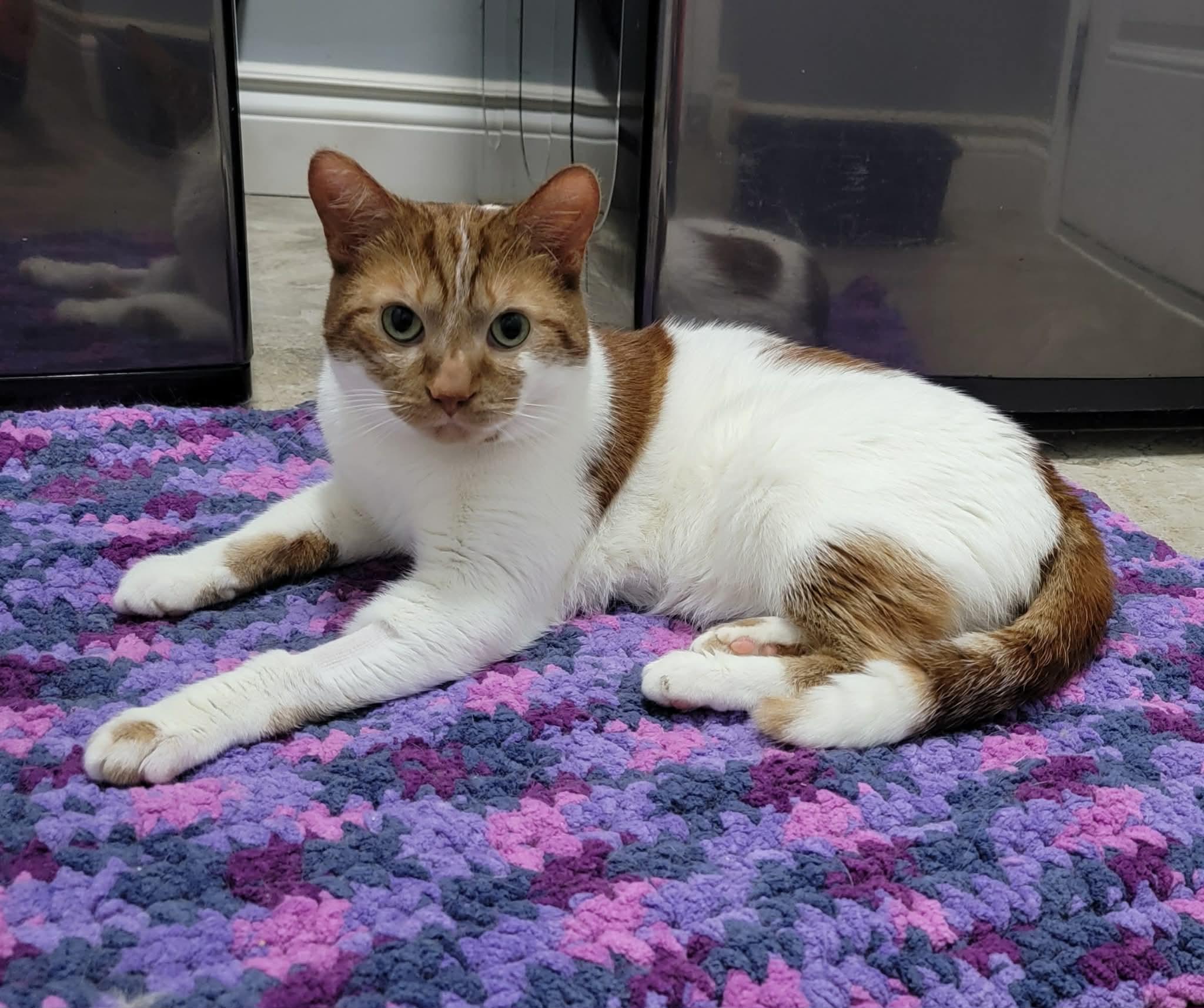 Cheese, an adopted mixed breed in Shakespeare, ON image 2/6