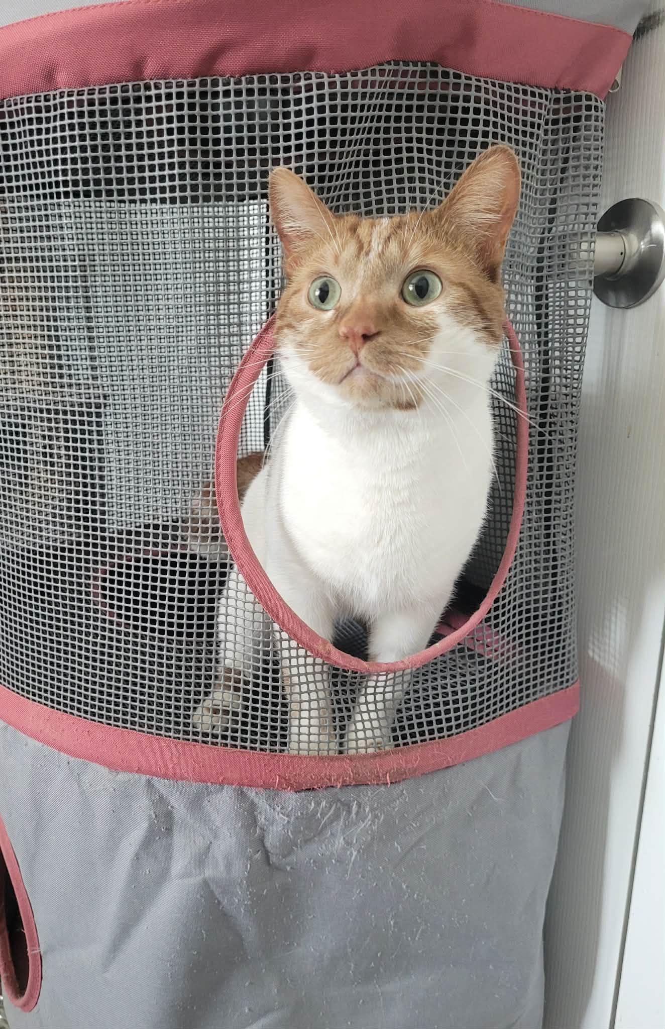 Cheese, adopted, Adult Male Domestic Short Hair & Turkish Van.