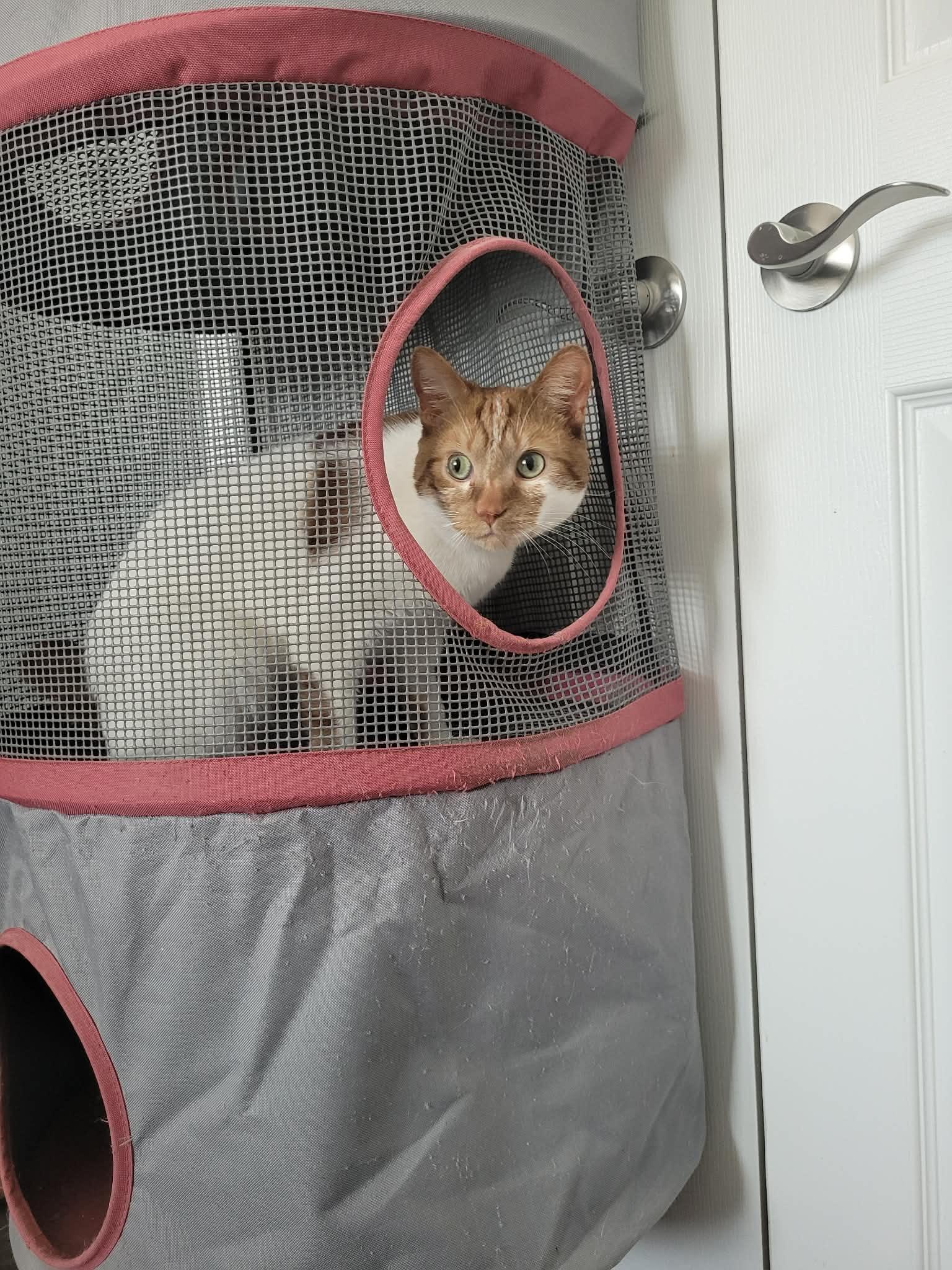 Cheese, an adopted mixed breed in Shakespeare, ON image 6/6