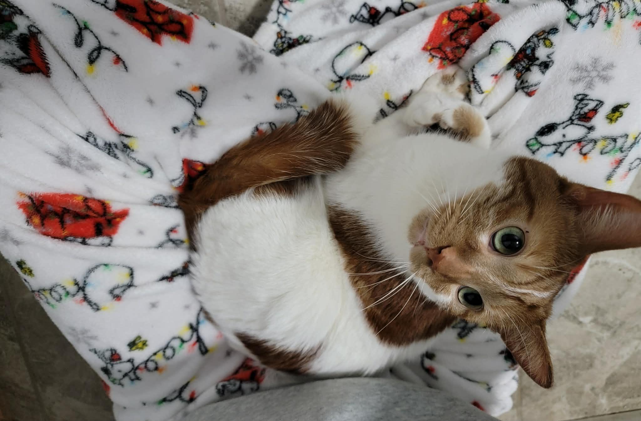 Cheese, an adopted mixed breed in Shakespeare, ON image 3/6