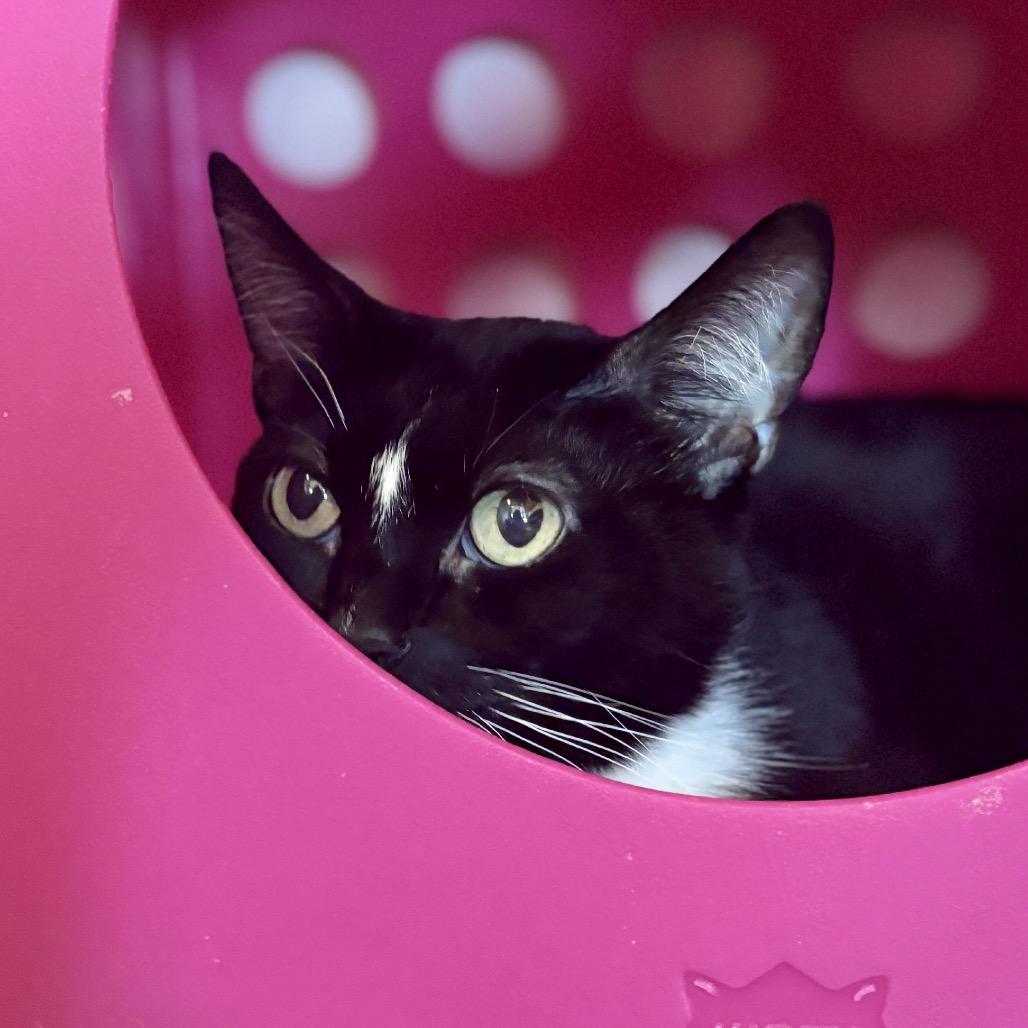 Patrice, Adoptable, Senior Female Domestic Short Hair.