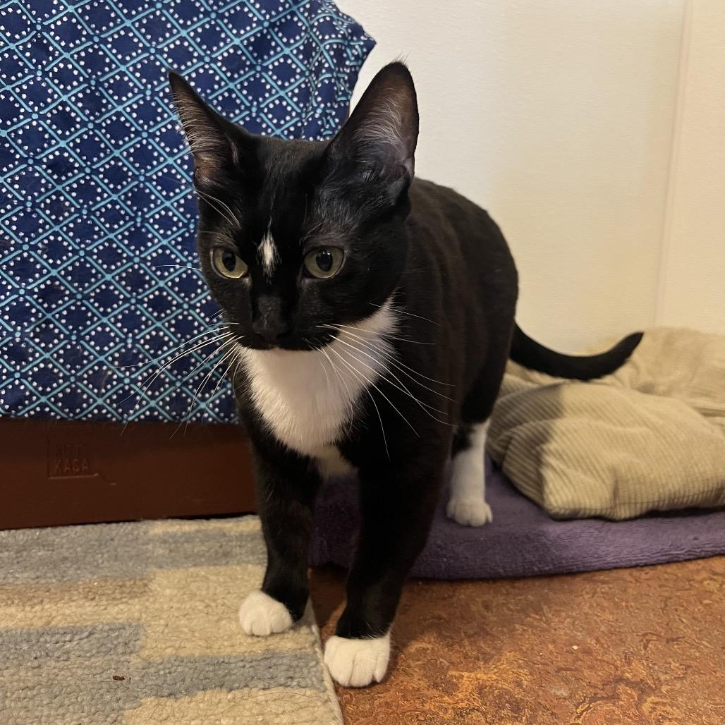 Patrice, a Adoptable Domestic Short Hair in Glenwood Springs, CO image 2/5