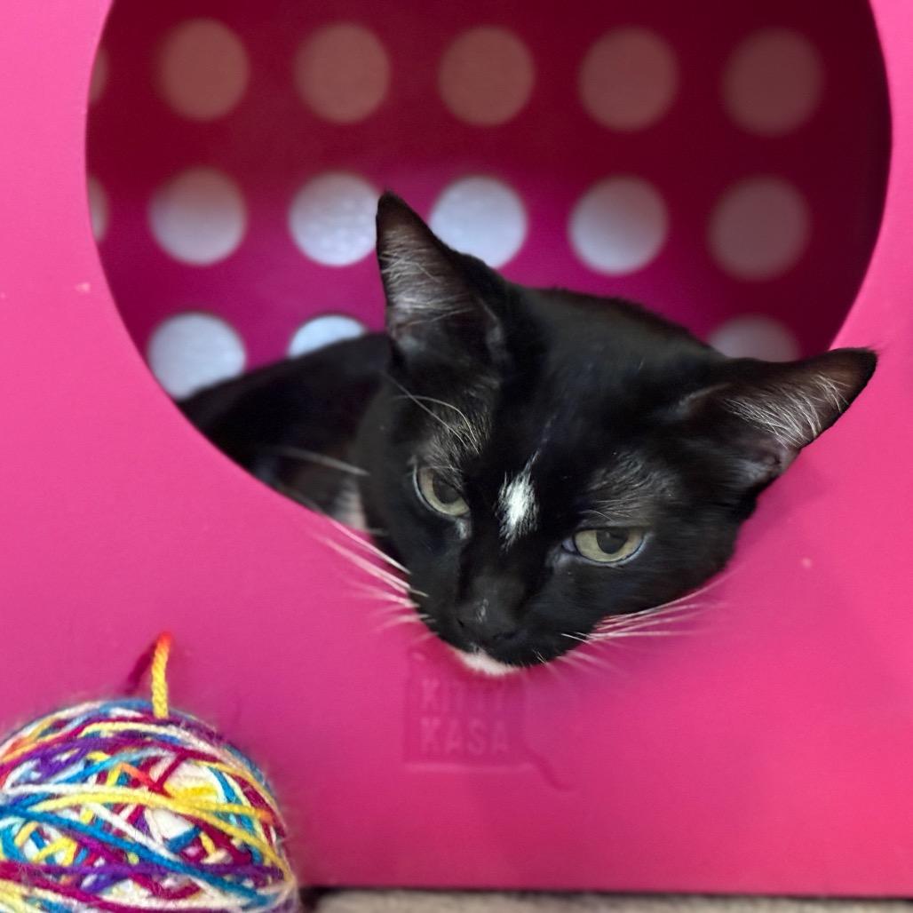 Patrice, a Adoptable Domestic Short Hair in Glenwood Springs, CO image 3/5