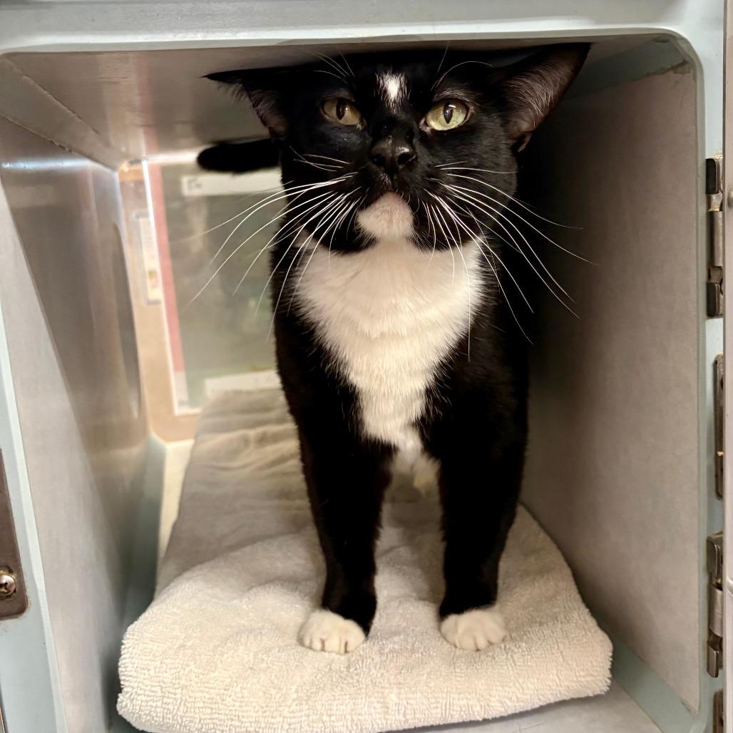 Patrice, Adoptable, Senior Female Domestic Short Hair.