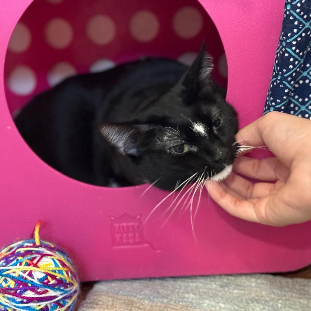 Patrice, a Adoptable Domestic Short Hair in Glenwood Springs, CO image 4/5