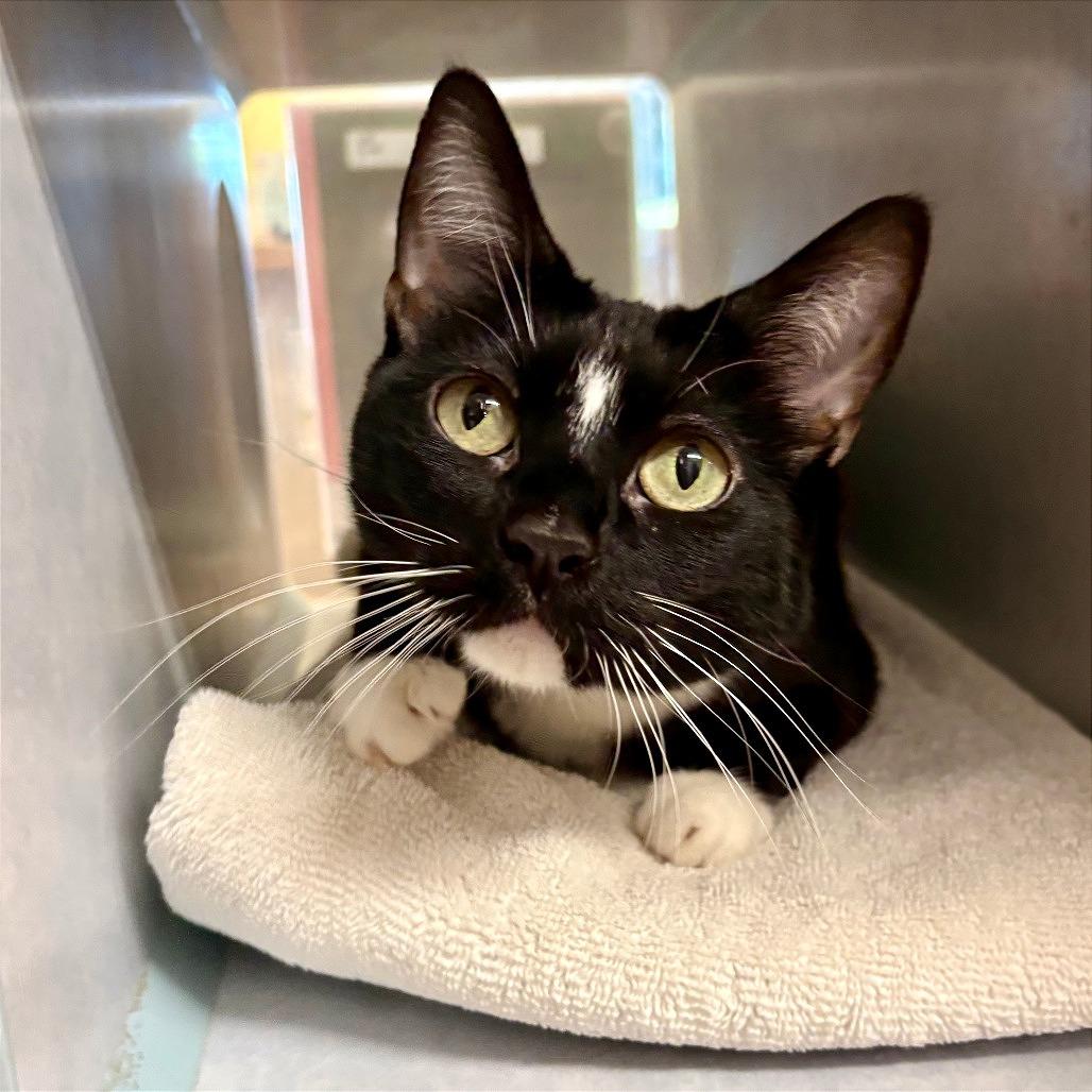 Enlarge Patrice, a Adoptable Domestic Short Hair in Glenwood Springs, CO image 3/3