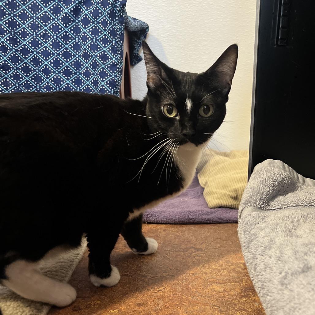 Patrice, a Adoptable Domestic Short Hair in Glenwood Springs, CO image 5/5