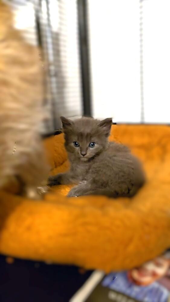 Carbonara, Adopted, Kitten Female Maine Coon & Ragamuffin.