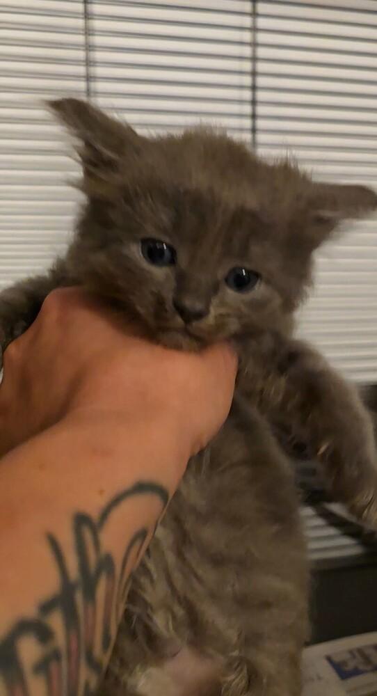Carbonara, a Adopted mixed breed in Pacifica, CA image 4/5