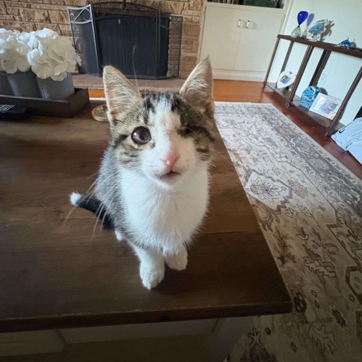Chai, Adoptable, Kitten Male Domestic Short Hair.