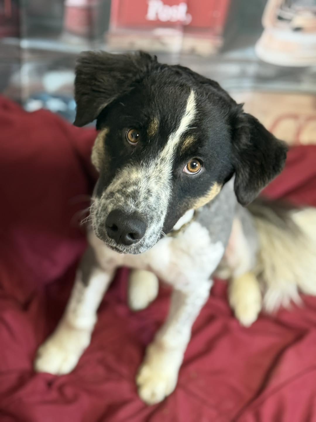 Enlarge Chance, a Adoptable Australian Shepherd in Winchester, IN image 1/1