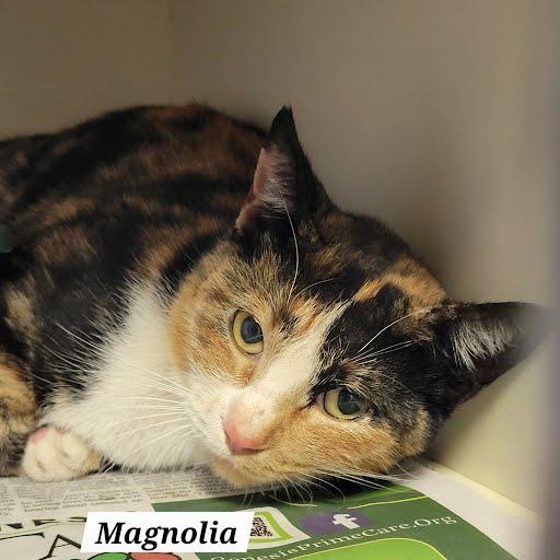 Magnolia, ADOPTABLE, Adult Female Calico.