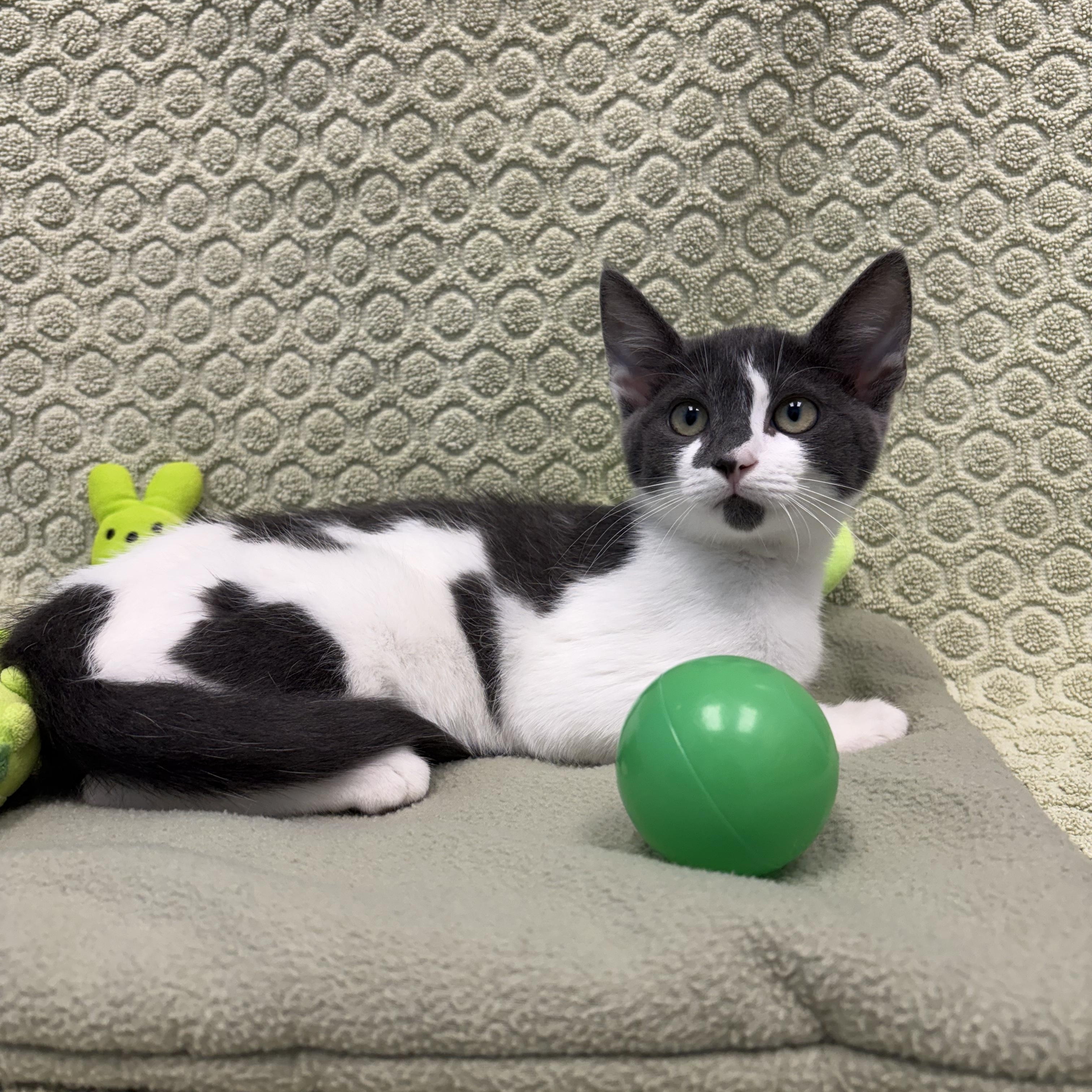 Komodo, ADOPTABLE, Kitten Female Domestic Short Hair.