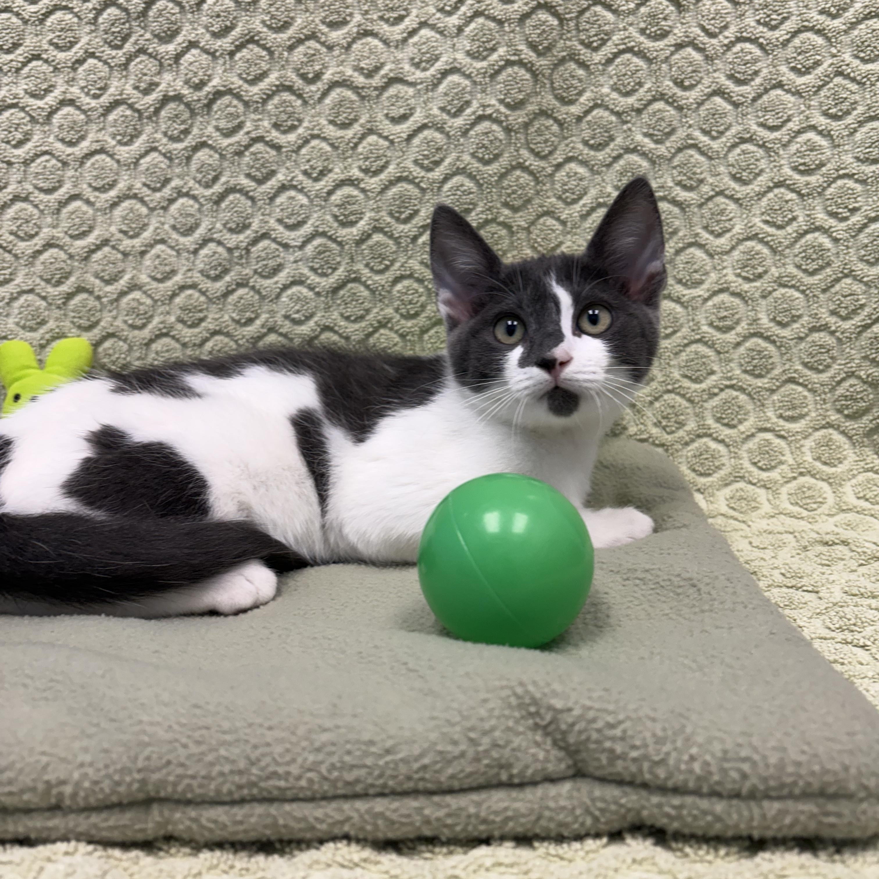 Komodo, a ADOPTABLE Domestic Short Hair in Bear, DE image 2/2