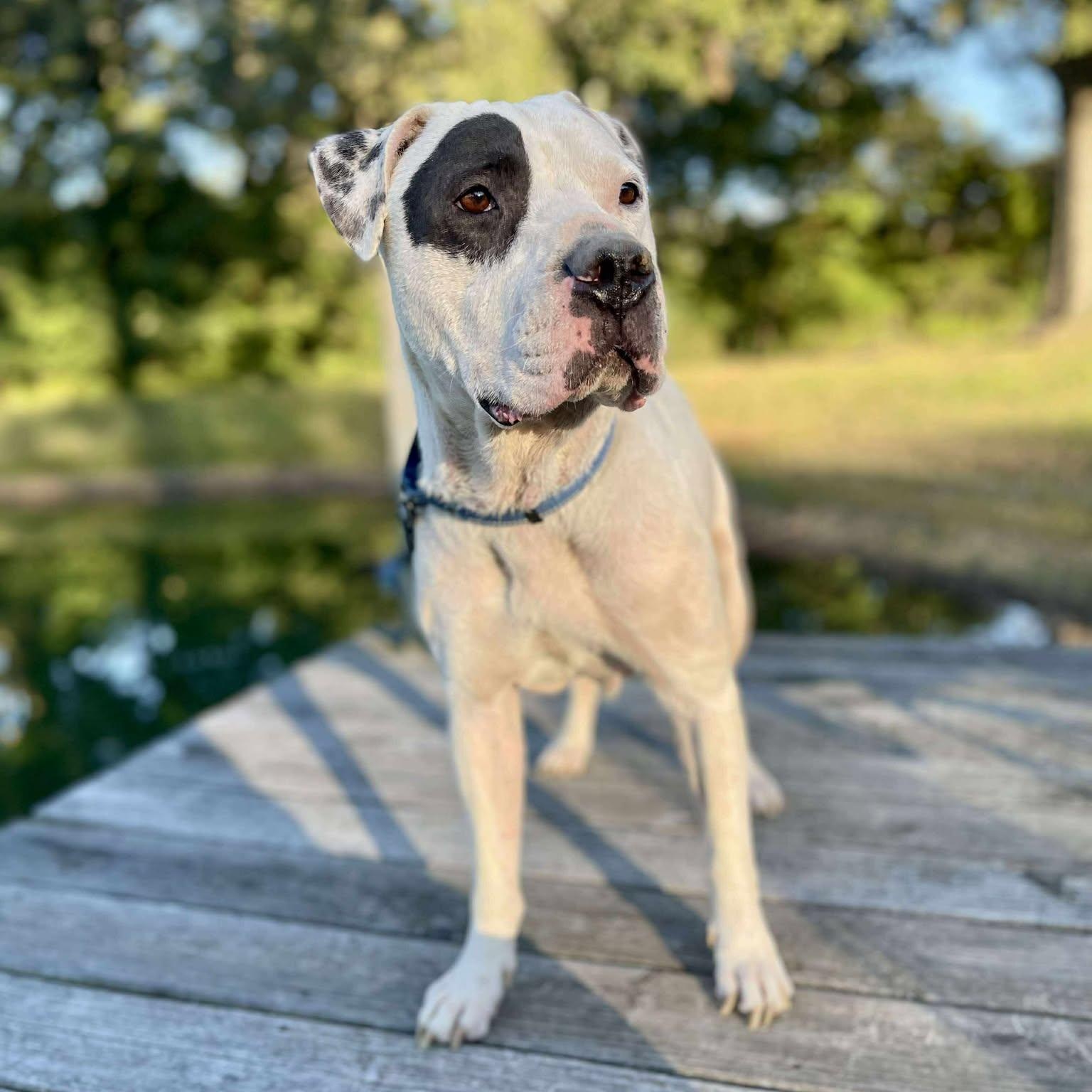 Chance, a Adoptable Mixed Breed in Northwood, NH image 1/6