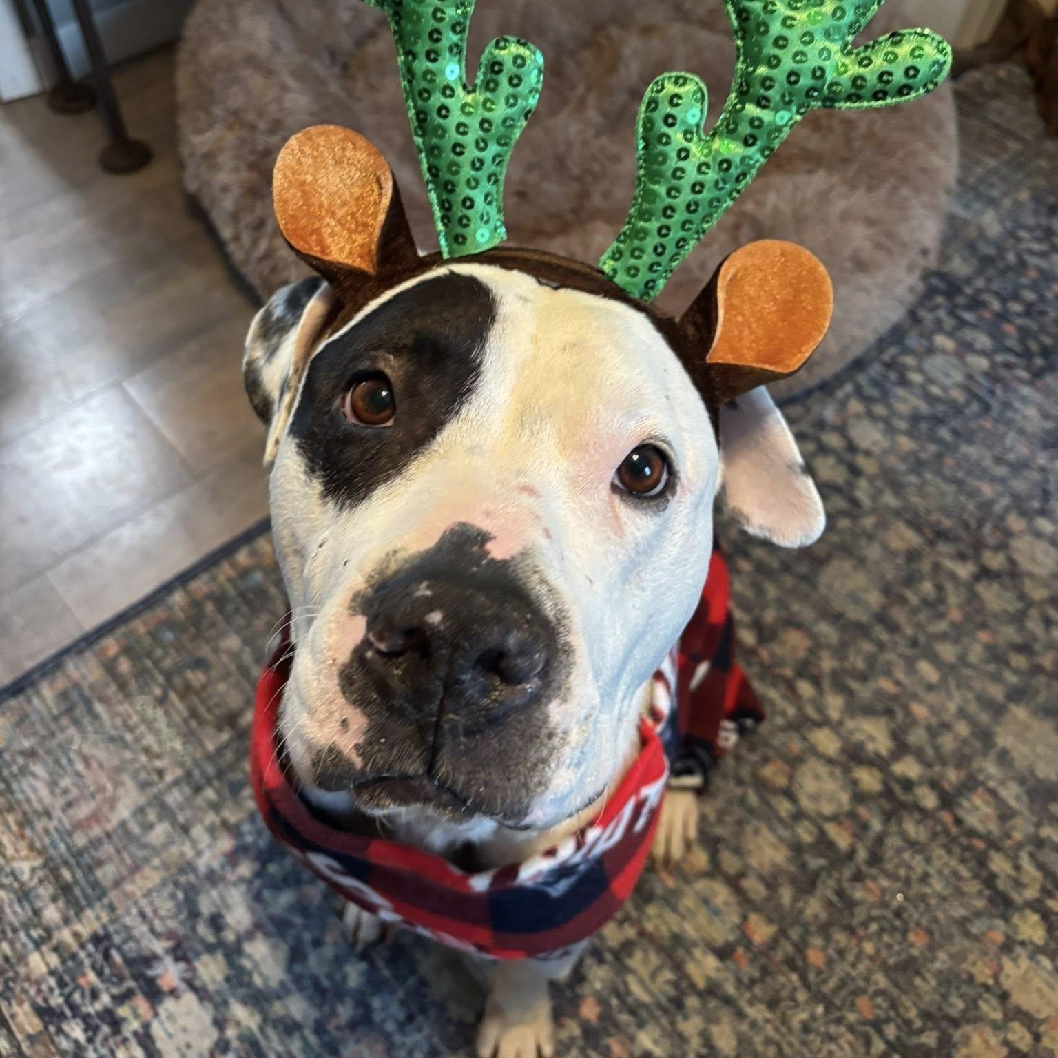 Chance, adoptable, Adult Male Mixed Breed.