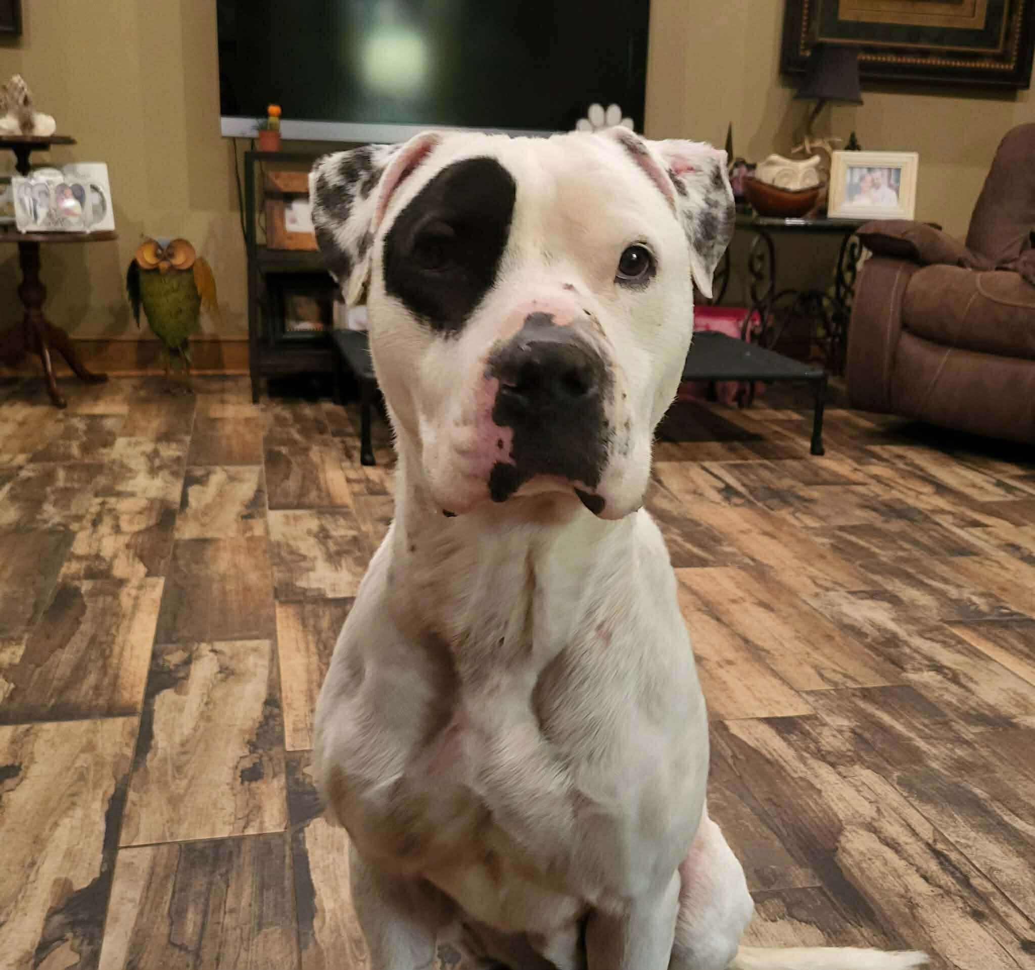 Chance, a Adoptable Mixed Breed in Northwood, NH image 2/6