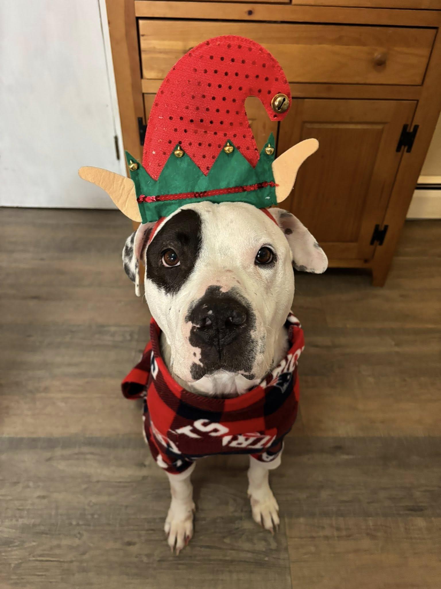 Enlarge Chance, an adopted Mixed Breed in Northwood, NH image 3/4