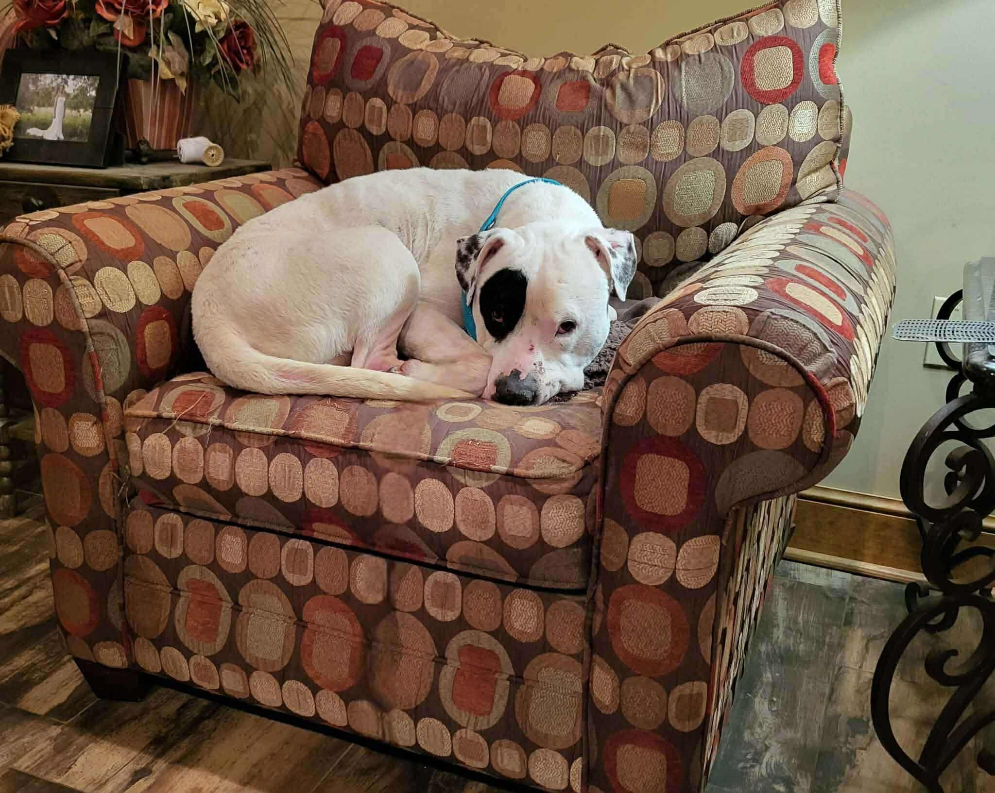 Chance, a Adoptable Mixed Breed in Northwood, NH image 4/6