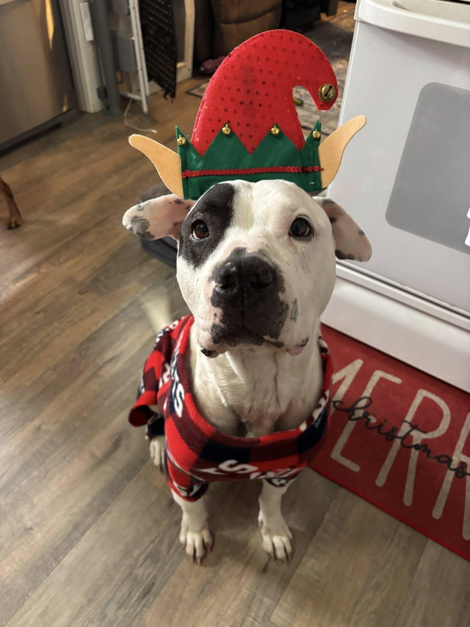 Enlarge Chance, an adopted Mixed Breed in Northwood, NH image 4/4