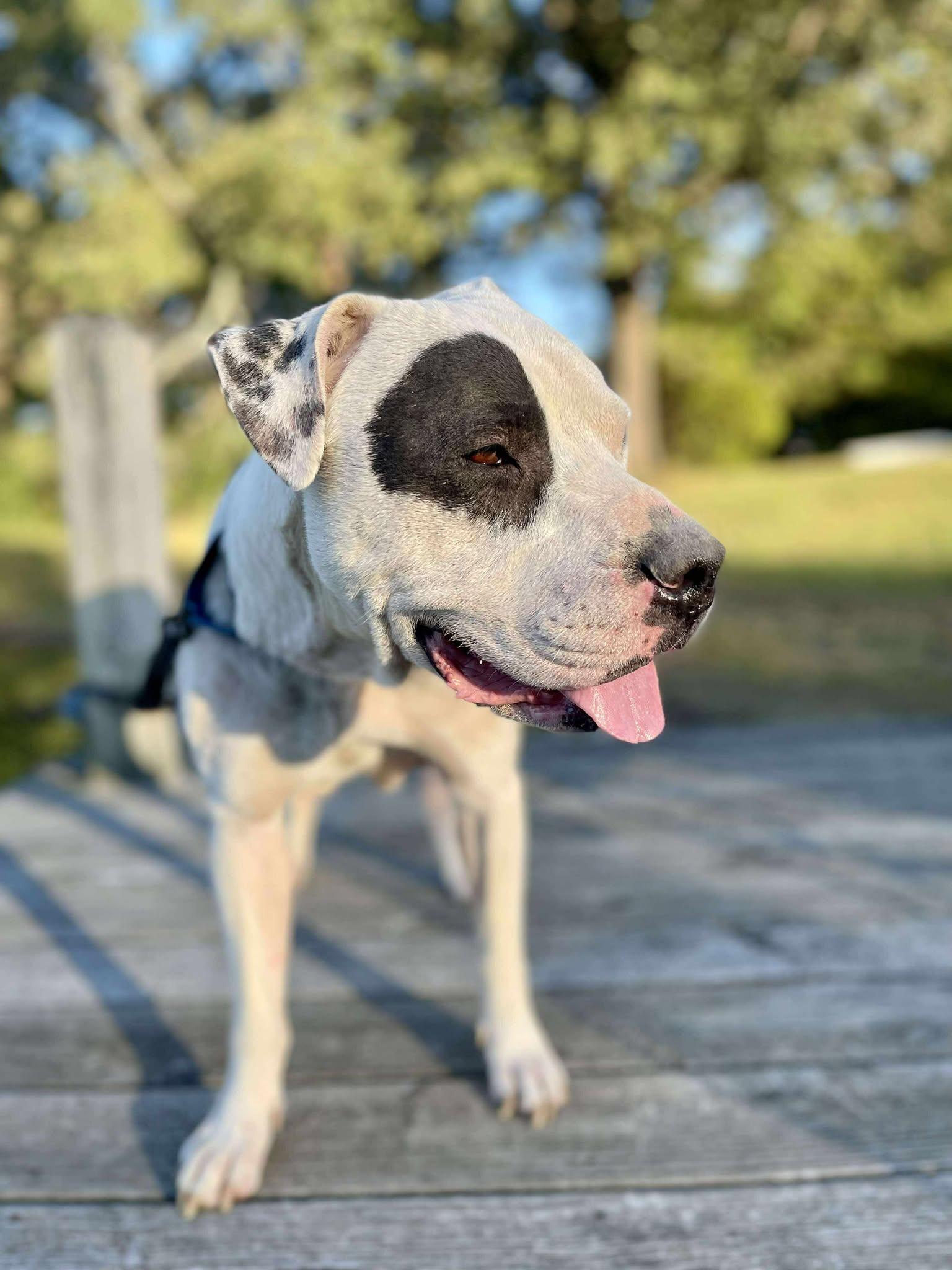 Chance, a Adoptable Mixed Breed in Northwood, NH image 5/6