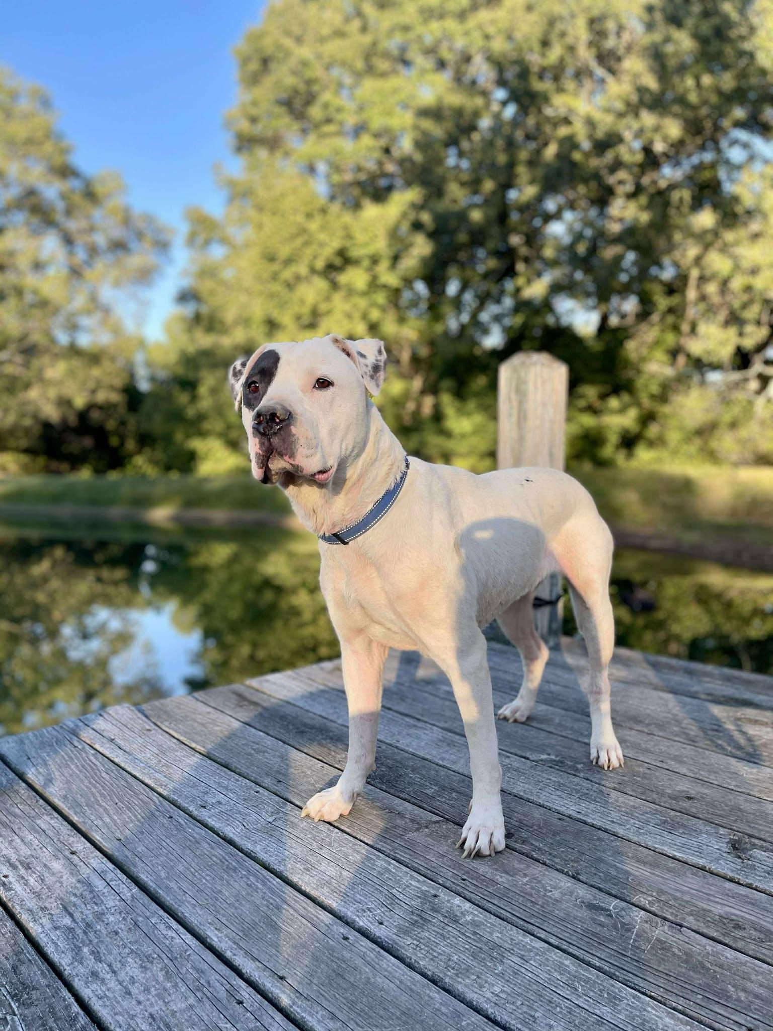 Chance, a Adoptable Mixed Breed in Northwood, NH image 6/6