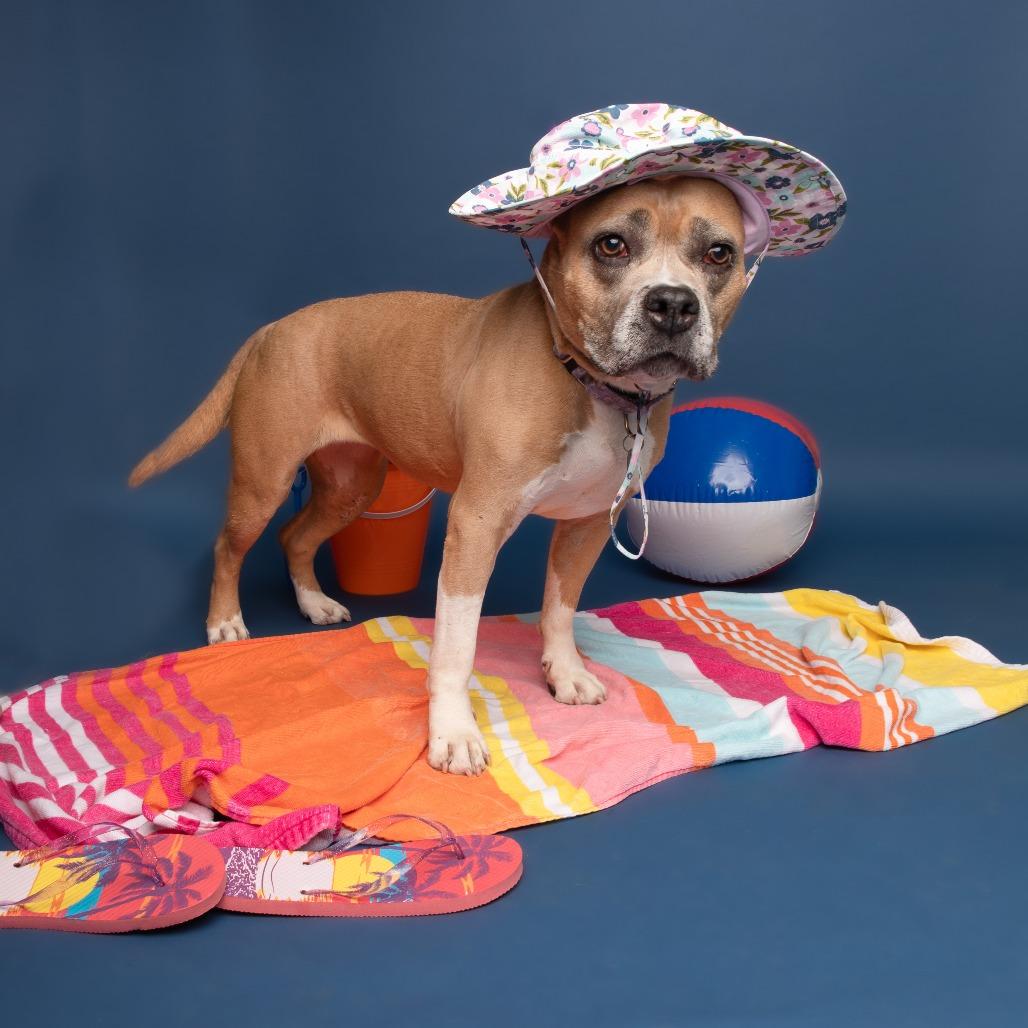Enlarge Sugar Cookie, a Adoptable Pit Bull Terrier in Wilmington, DE image 1/6