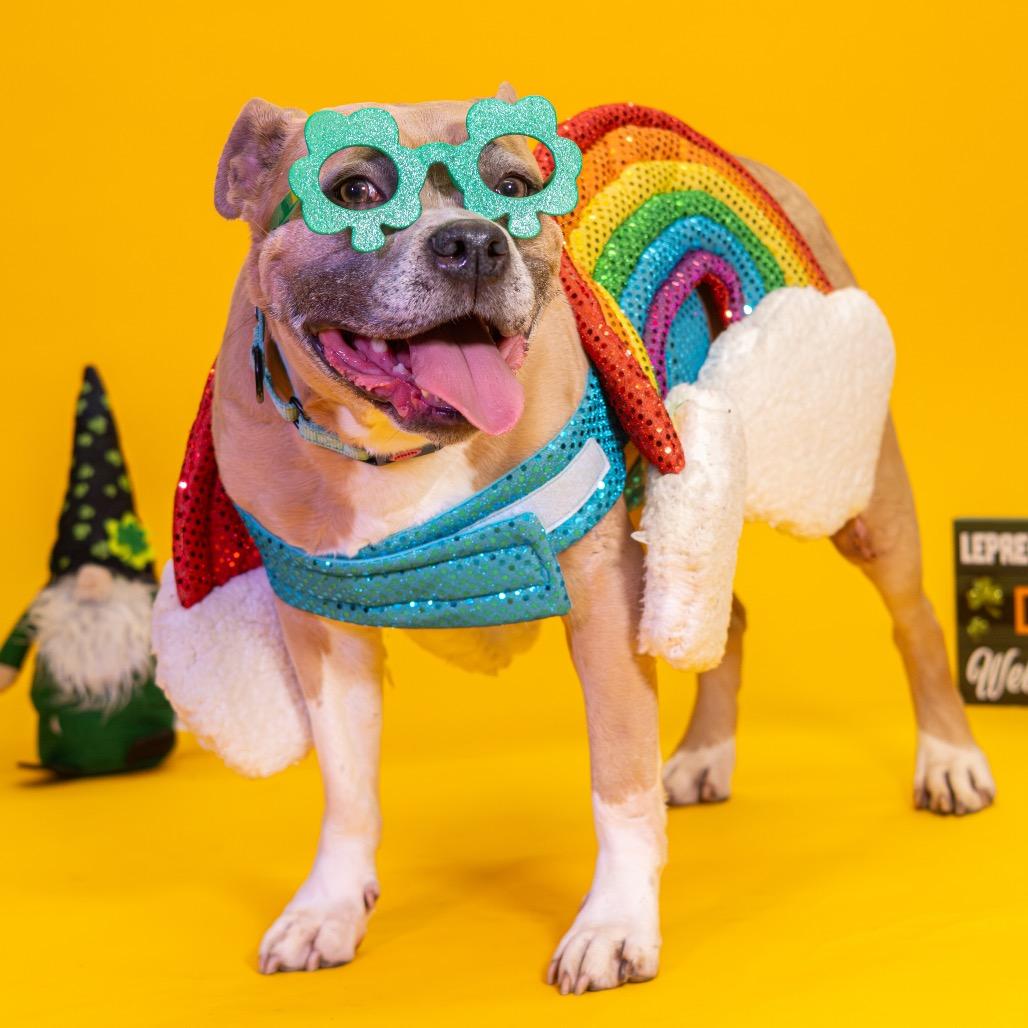 Queen (FKA Sugar Cookie)