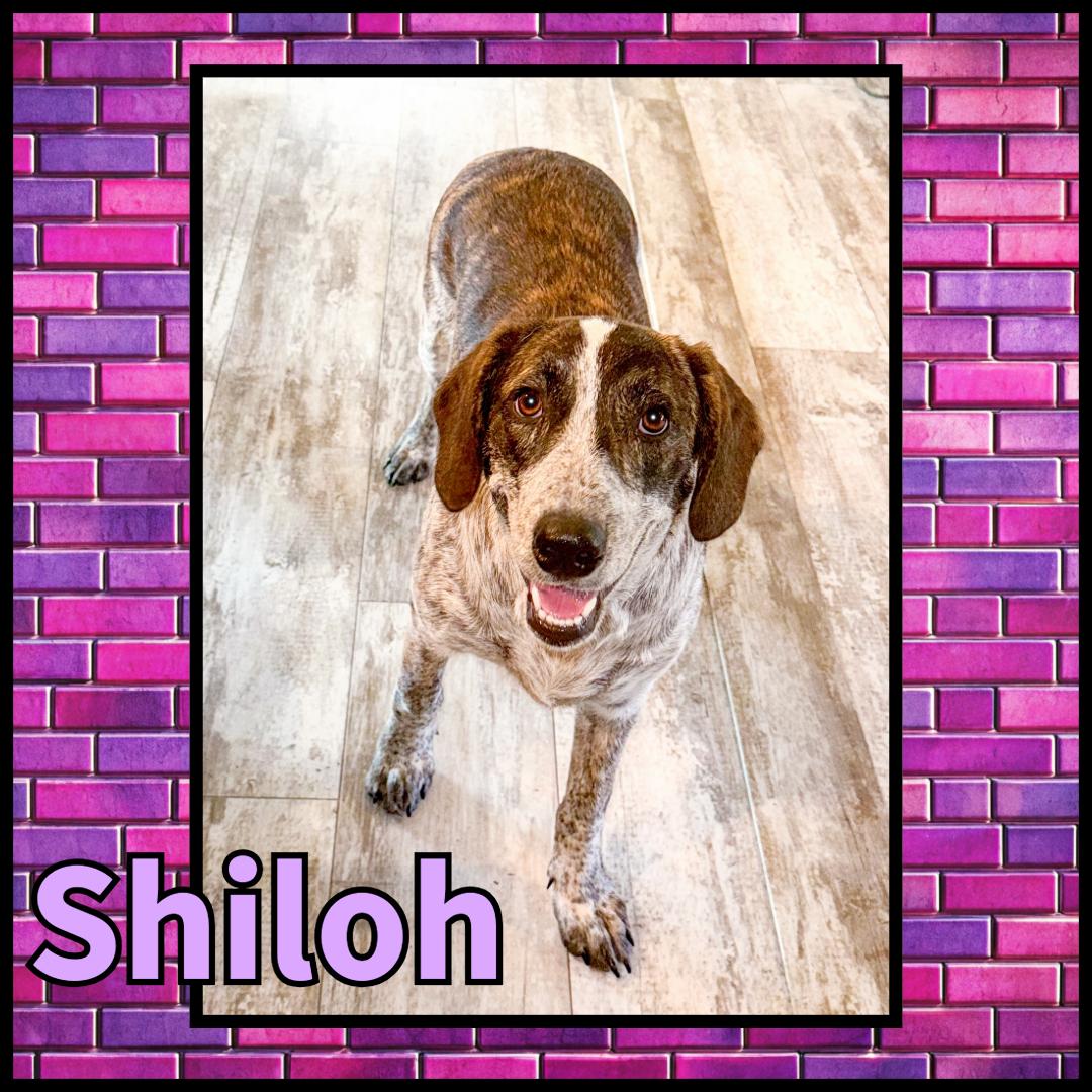 Shiloh GDP, a Adoptable Collie in Dallas, TX image 1/3