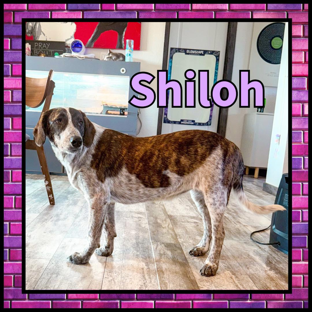 Shiloh GDP, a Adoptable Collie in Dallas, TX image 3/3