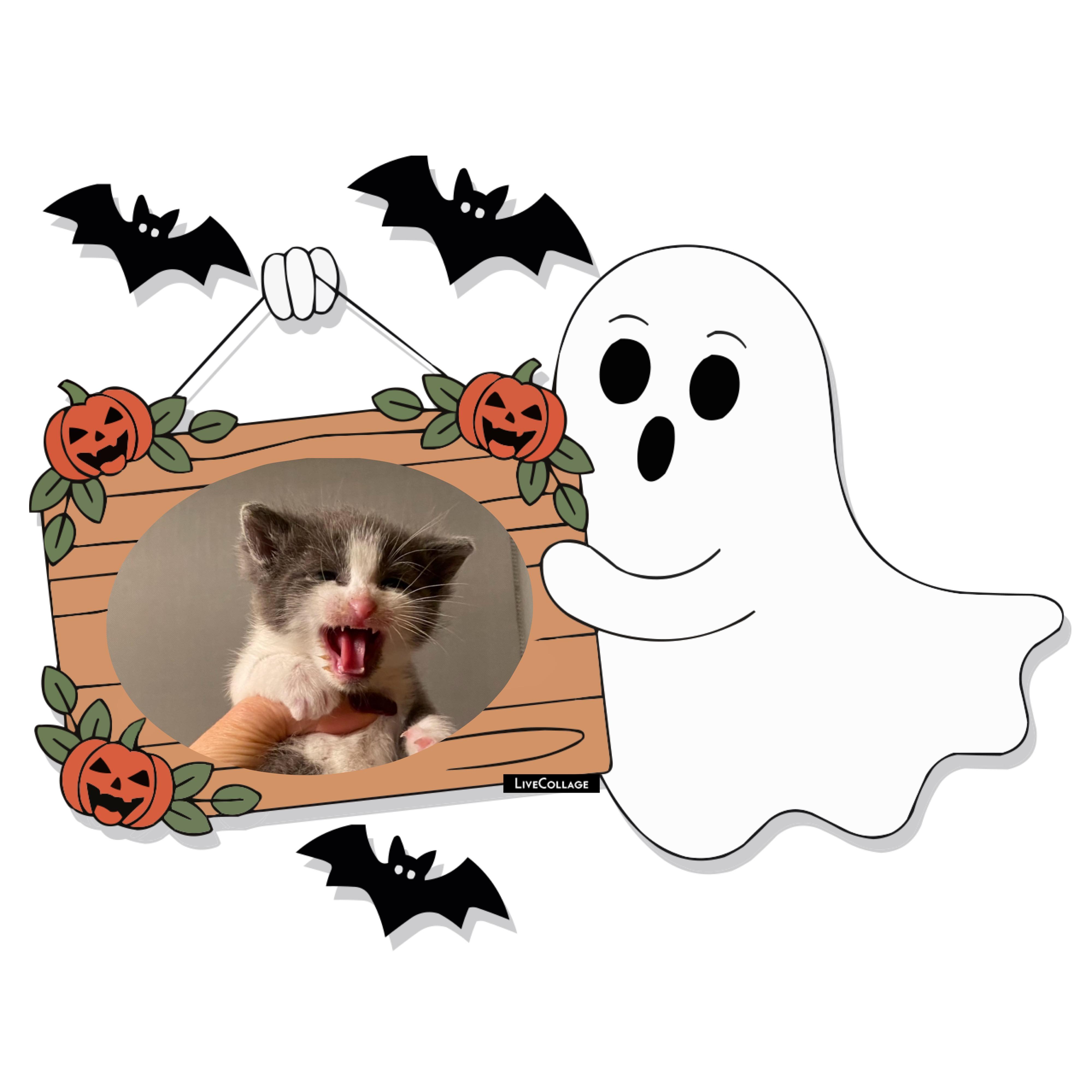 Enlarge Maggie, a Adoptable Domestic Short Hair in Hoboken, NJ image 3/3