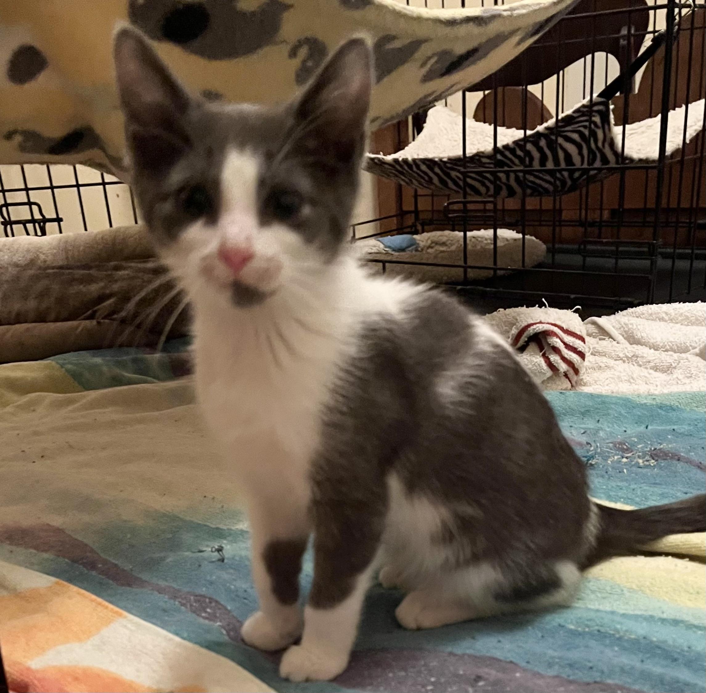 Enlarge Maggie, a Adoptable Domestic Short Hair in Hoboken, NJ image 1/3